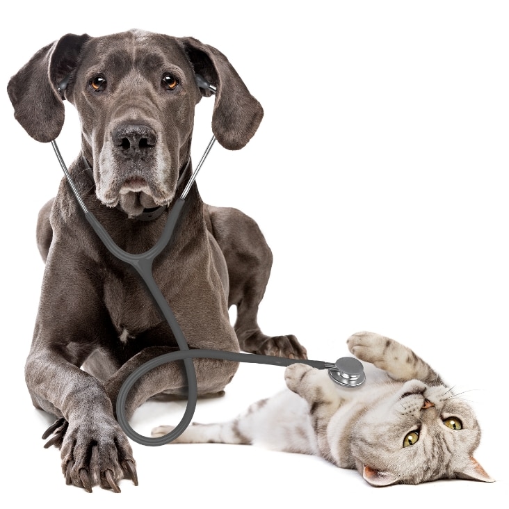 Great Dane Dog Using A Stethoscope On A Cat Isolated