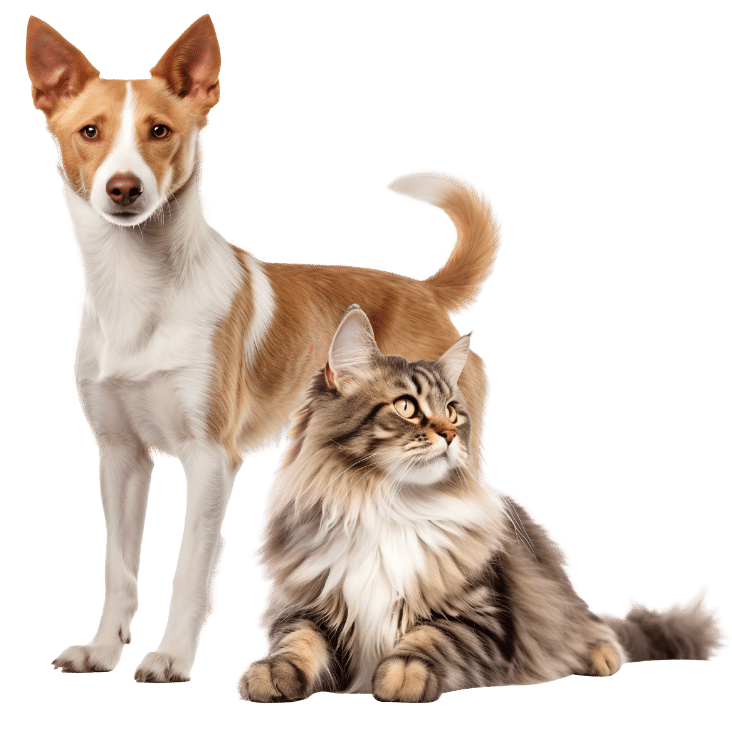 Cat and dog